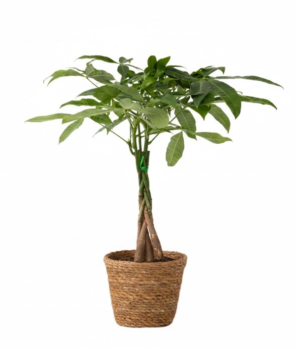 Arbre à argent - Pachira...