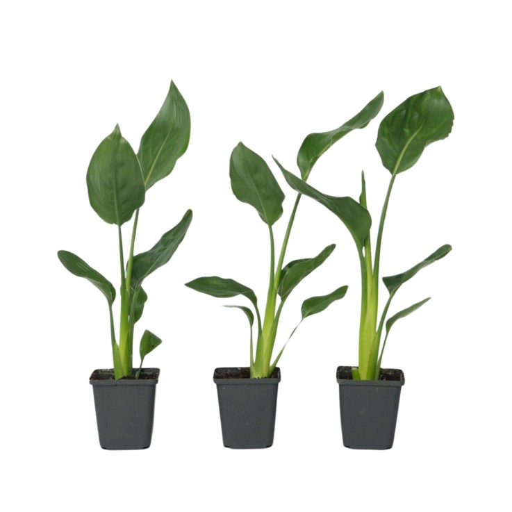 Oiseau de paradis - Set de 3 - Strelitzia reginea - Hauteur 25-40cm - ⌀9cm