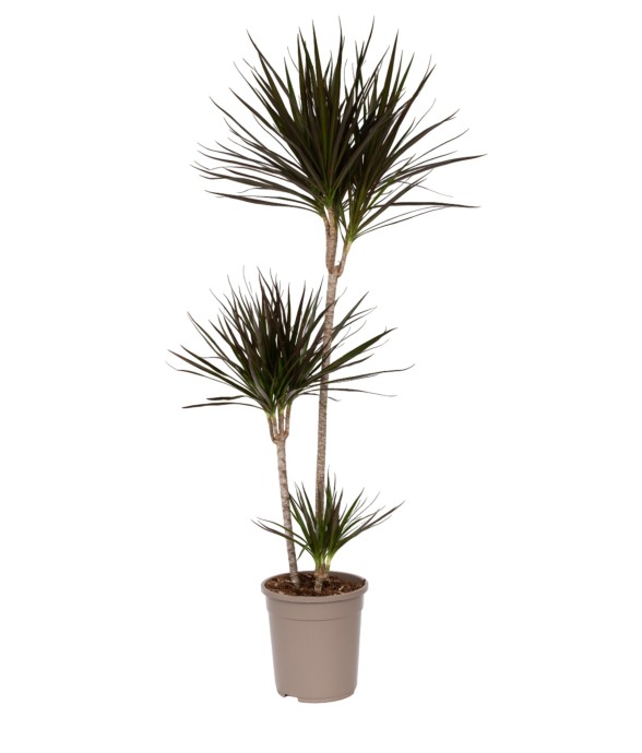 Dragonnier - Dracaena...