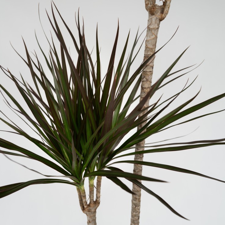 Dragonnier - Dracaena marginata - Hauteur 110-130cm - ⌀24cm