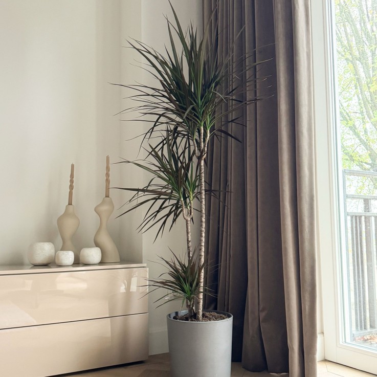 Dragonnier - Dracaena marginata - Hauteur 110-130cm - ⌀24cm