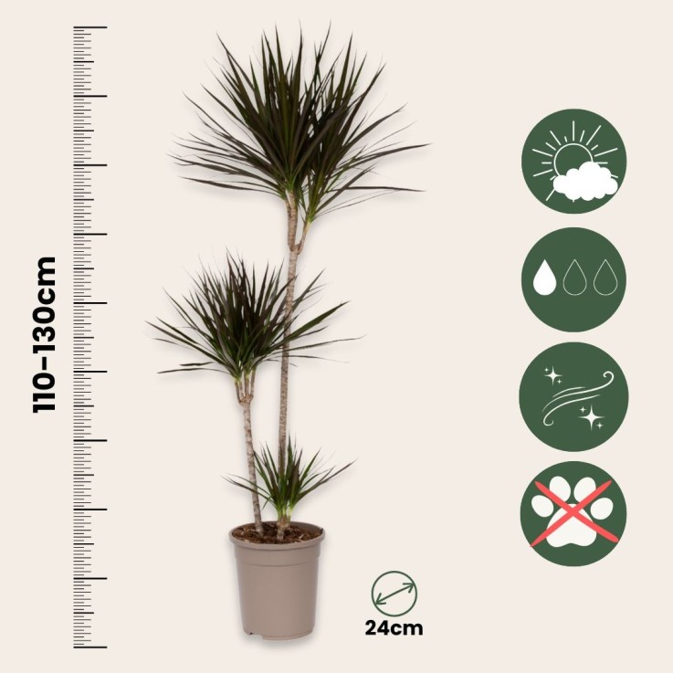 Dragonnier - Dracaena marginata - Hauteur 110-130cm - ⌀24cm
