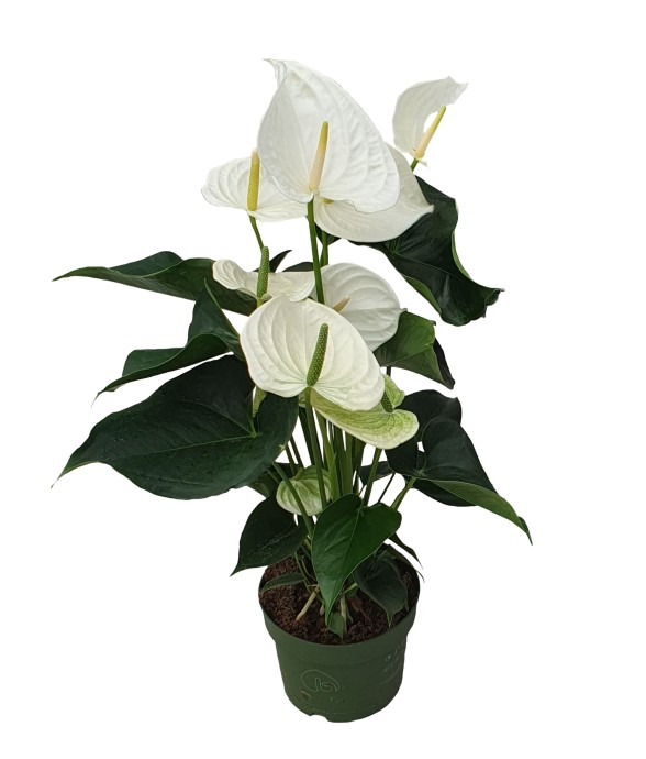 Langue de feu - Anthurium...