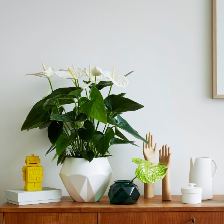 Langue de feu - Anthurium 'Alaska White' - Hauteur 55-70cm - ø17cm