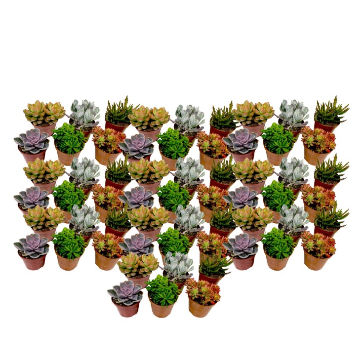 Mélange de petites succulentes - Set de 60 - Succulent Mix - H5-10cm - ⌀5,5cm