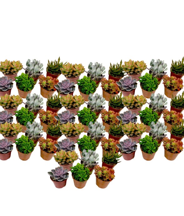 Mélange de petites...