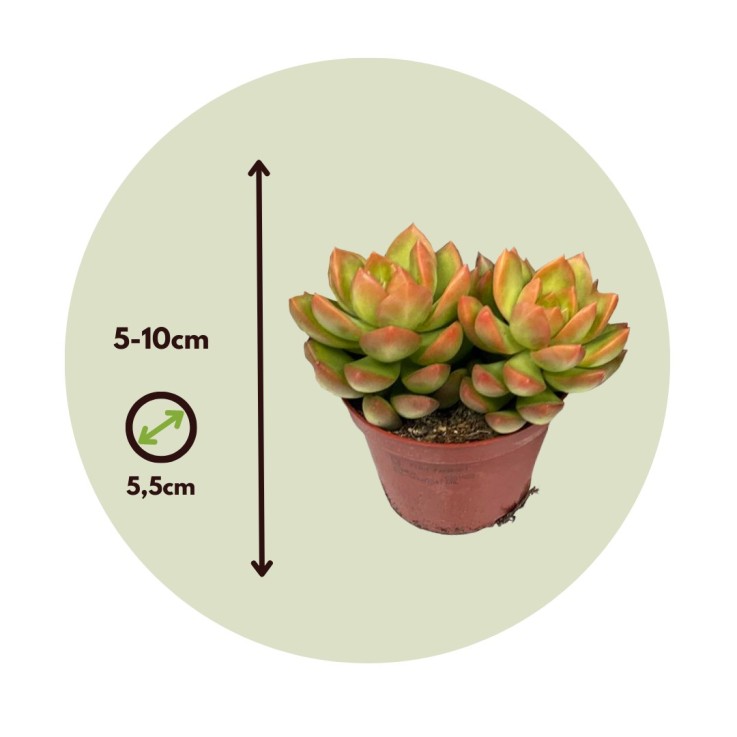 Mélange de petites succulentes - Set de 60 - Succulent Mix - H5-10cm - ⌀5,5cm