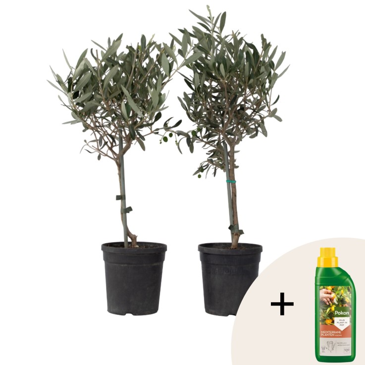 Olivier - Set de 2 - Olea europaea - Hauteur 50-60cm - ⌀14cm