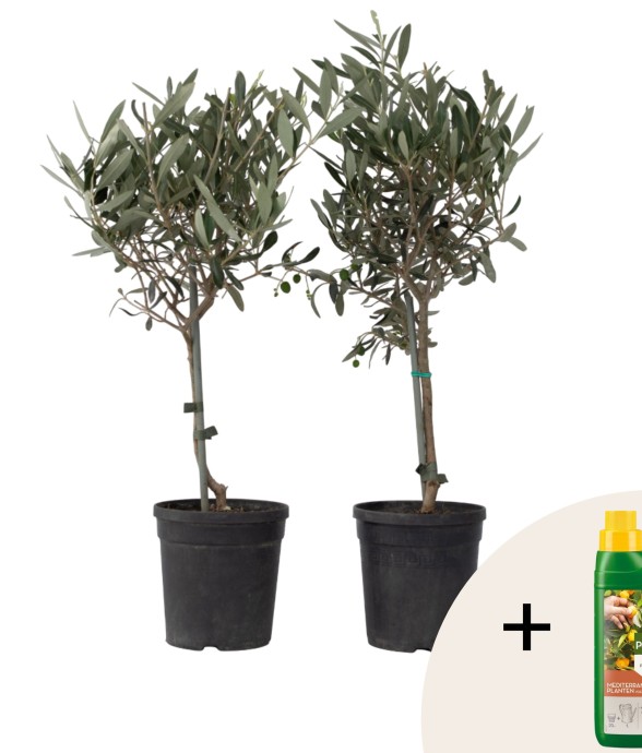 Olivier - Set de 2 - Olea...