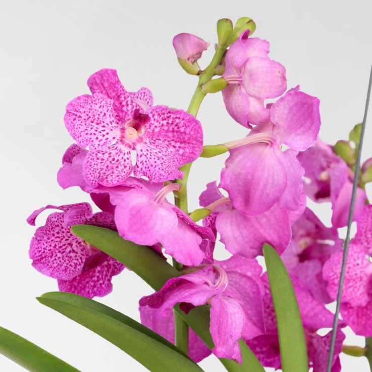 Orchidée - Vanda 'Pink' - Hauteur 45-55cm