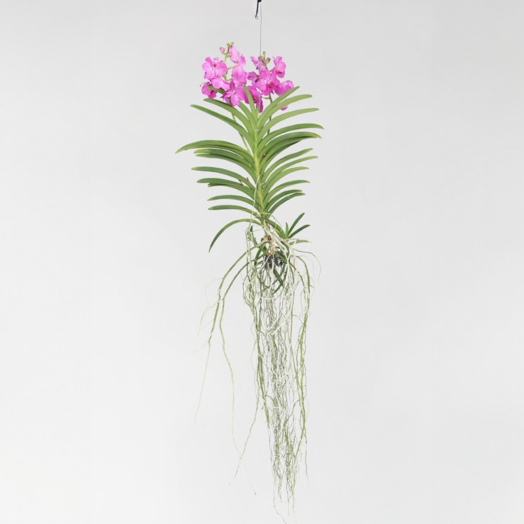 Orchidée - Vanda 'Pink' - Hauteur 45-55cm