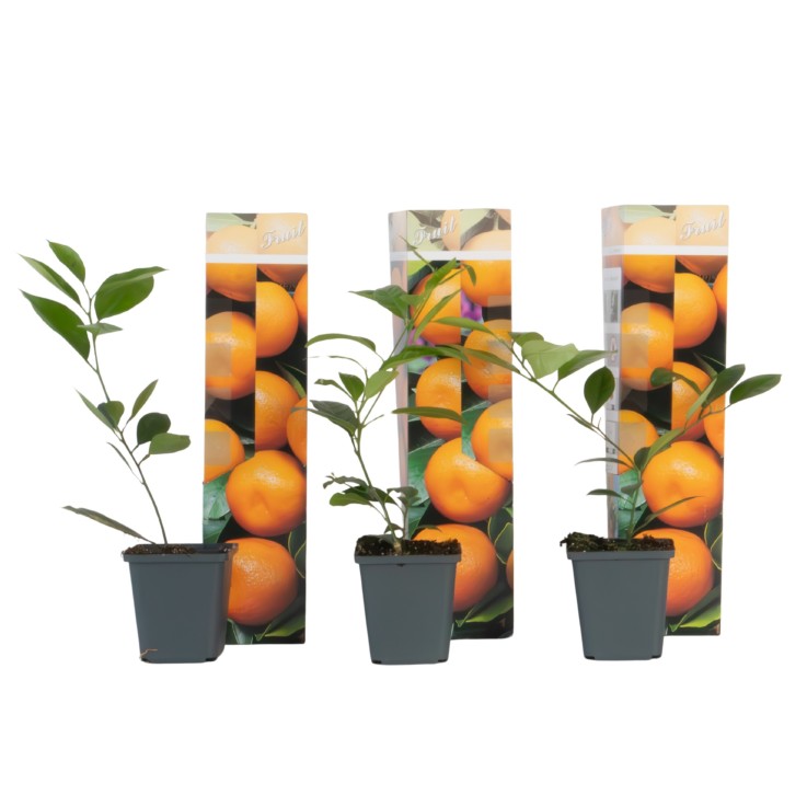 Oranger - Lot de 3 - Citrus mitis Calamondin - Hauteur 25-40cm - ⌀9cm