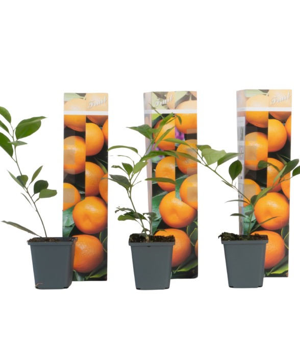 Oranger - Lot de 3 - Citrus...