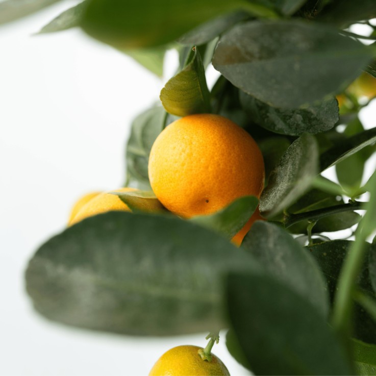 Oranger - Lot de 3 - Citrus mitis Calamondin - Hauteur 25-40cm - ⌀9cm