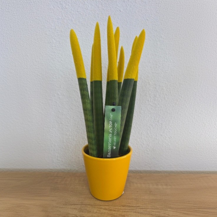 Sansevieria cylindrique - Hauteur 20-40cm - Pot 9cm