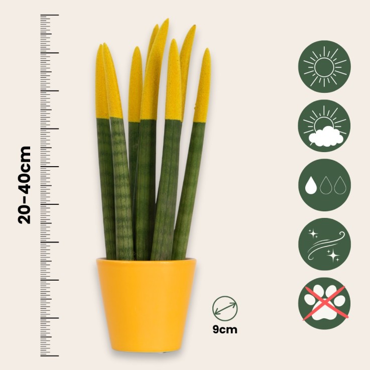 Sansevieria cylindrique - Hauteur 20-40cm - Pot 9cm
