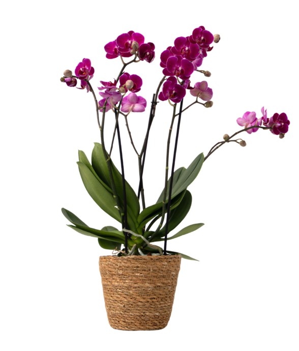 Orchidée papillon -...