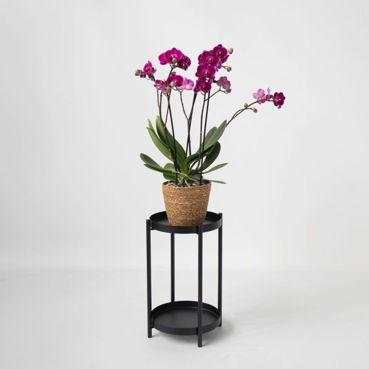 Orchidée papillon - Phalaenopsis Multiflora avec panier - Hauteur 35-45cm -⌀12cm