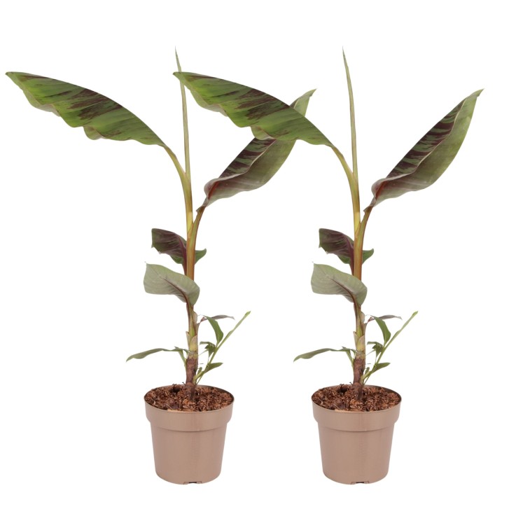 Plante à bananes rouges - Set de 2 - Ensete ventricosum - H55-70cm - ⌀21cm