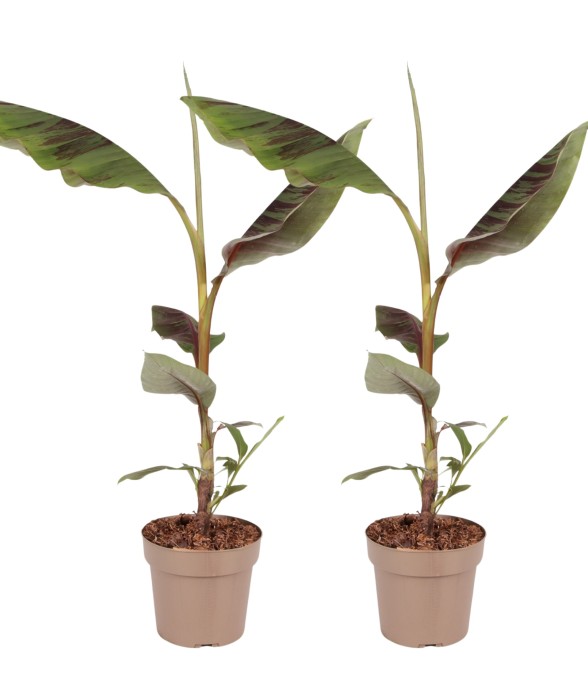 Plante à bananes rouges -...