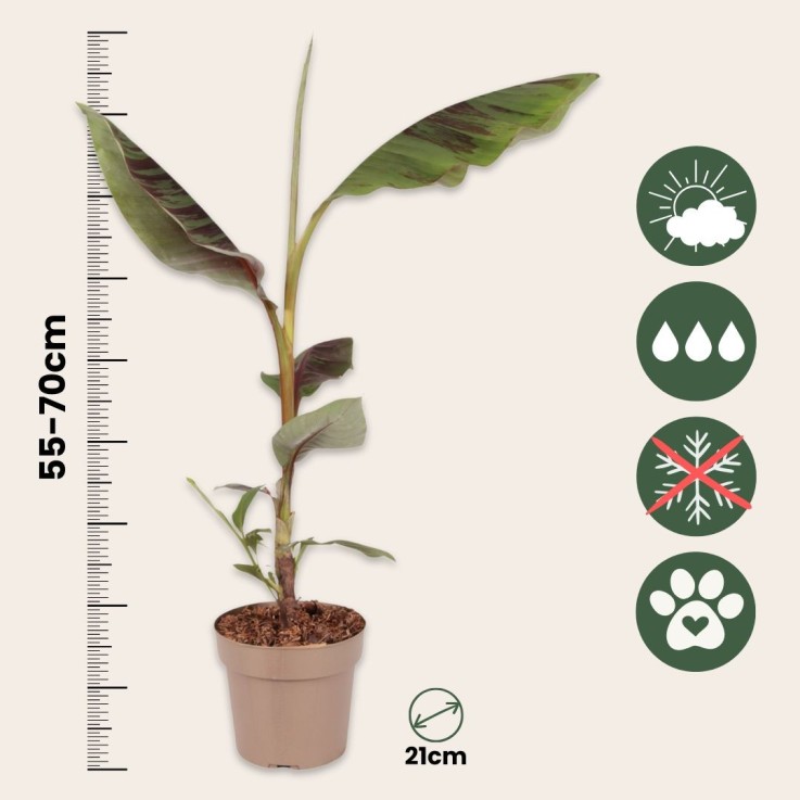 Plante à bananes rouges - Set de 2 - Ensete ventricosum - H55-70cm - ⌀21cm