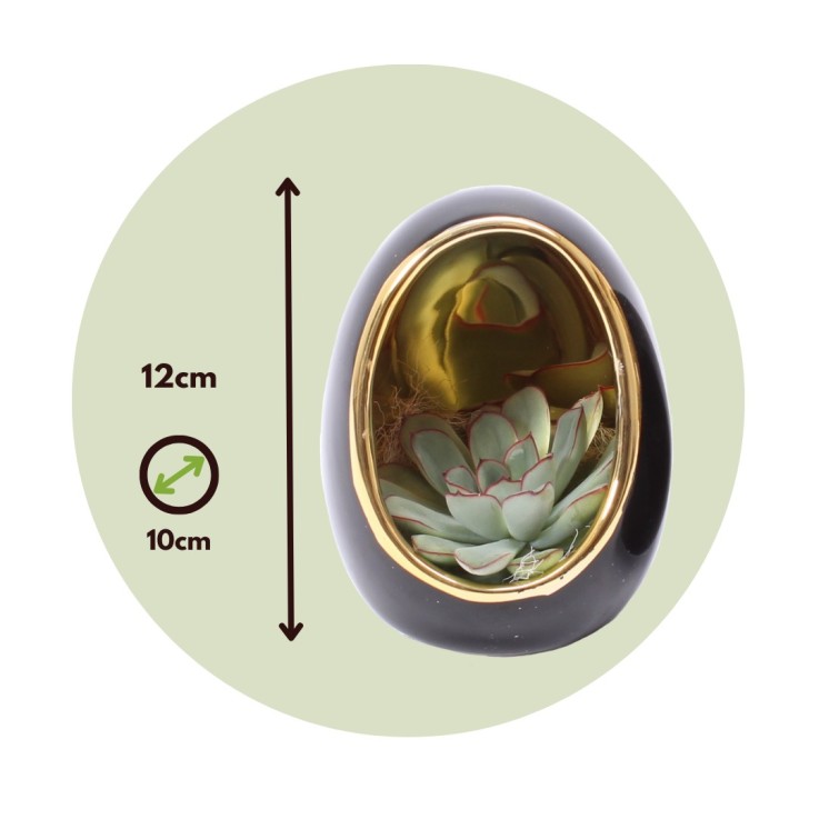 Œuf Noir d'Or - Set de 2 - Echeveria lilacina - Hauteur 12cm