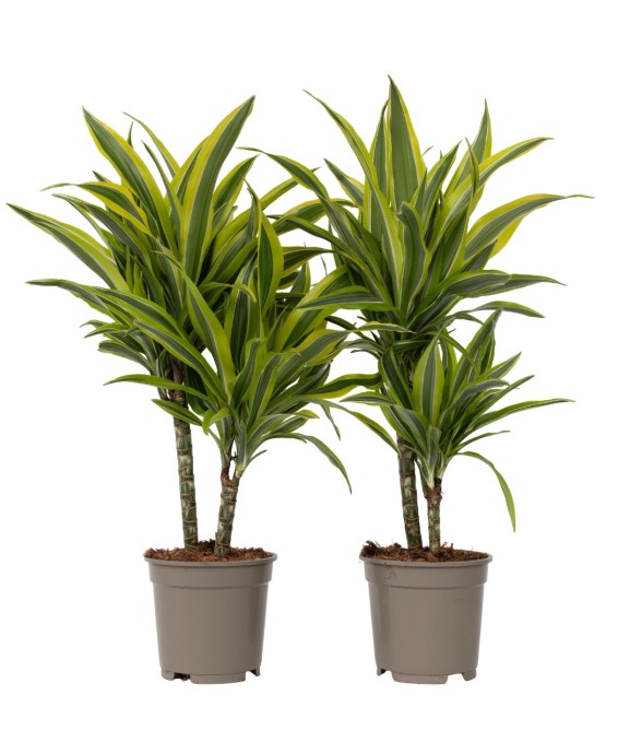 Dragonnier - Set de 2 -...