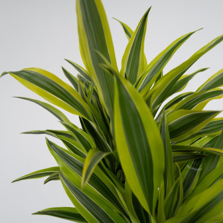 Dragonnier - Set de 2 - Dracaena deremensis 'Lemon Lime' - H60-70cm - ⌀17cm