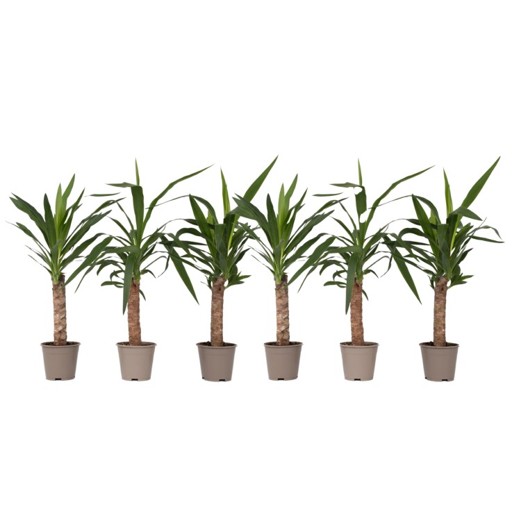 Pied d'éléphant - Set de 6 - Yucca elephantipes - Hauteur 50-60cm - ⌀14cm