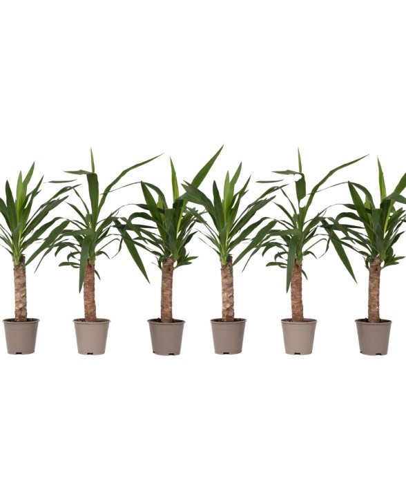 Pied d'éléphant - Set de 6...