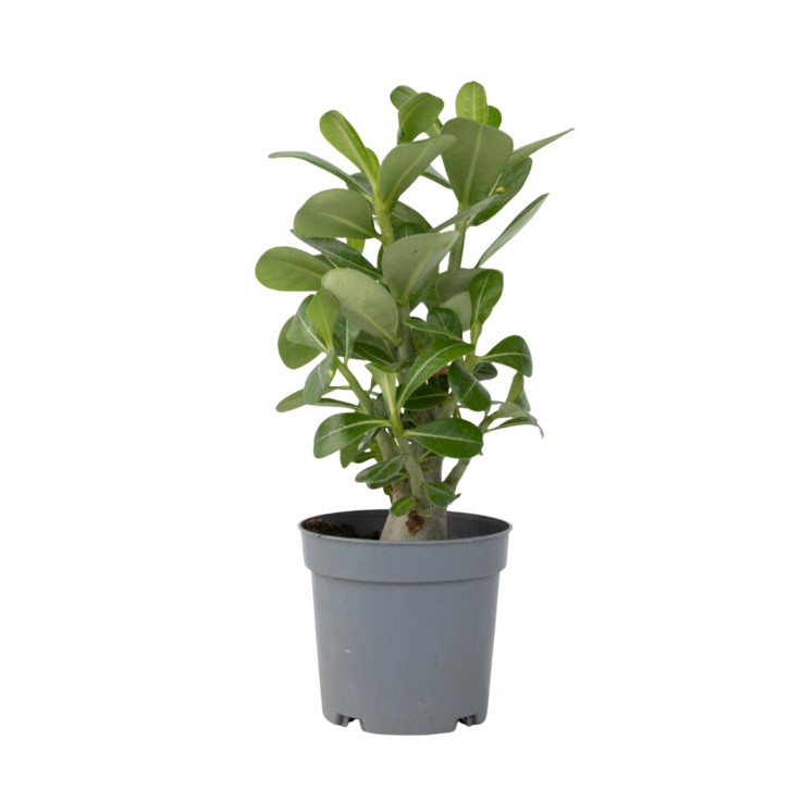 Rose du désert - Adenium obesum - Hauteur 25-40cm - ⌀10,5cm