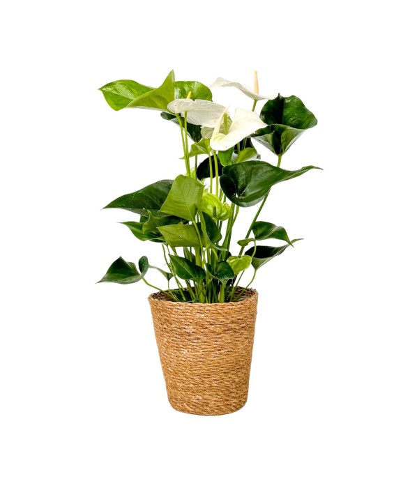 Langue de feu - Anthurium...