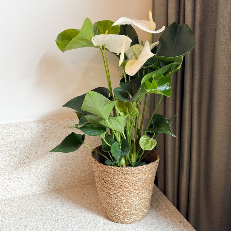Langue de feu - Anthurium 'Alaska White' - Avec panier - Hauteur 55-70cm - ø17cm