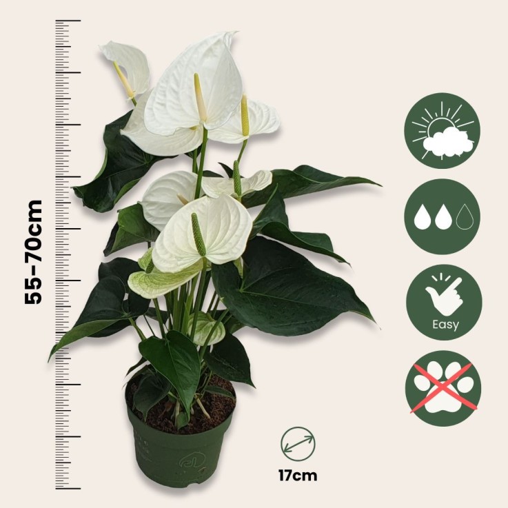 Langue de feu - Anthurium 'Alaska White' - Avec panier - Hauteur 55-70cm - ø17cm