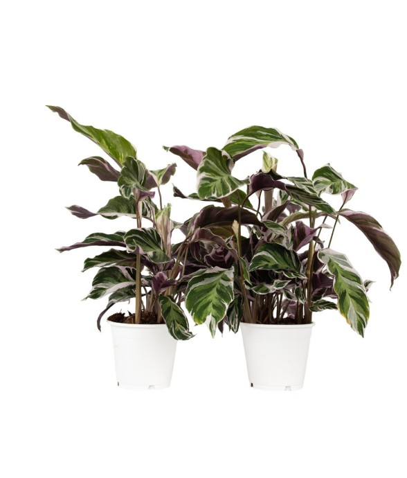 Calathée - Set de 2 -...