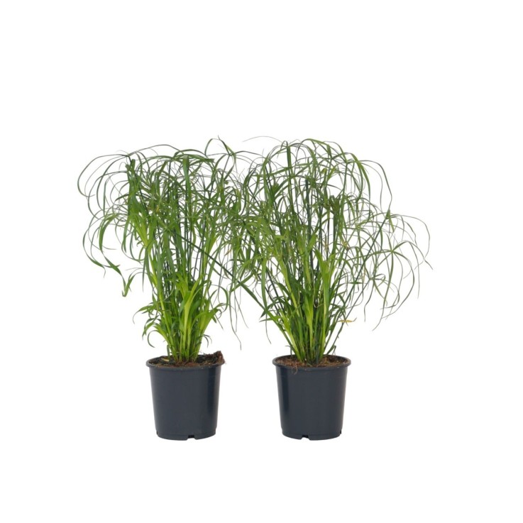 Papyrus - Set de 2 - Cyperus alternifolius - Hauteur 40-50cm - ⌀14cm