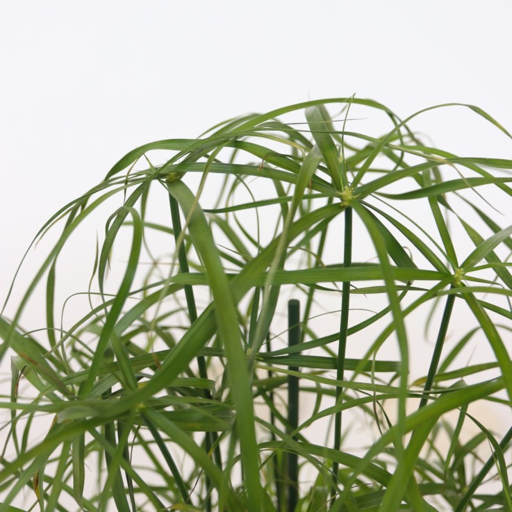 Papyrus - Set de 2 - Cyperus alternifolius - Hauteur 40-50cm - ⌀14cm