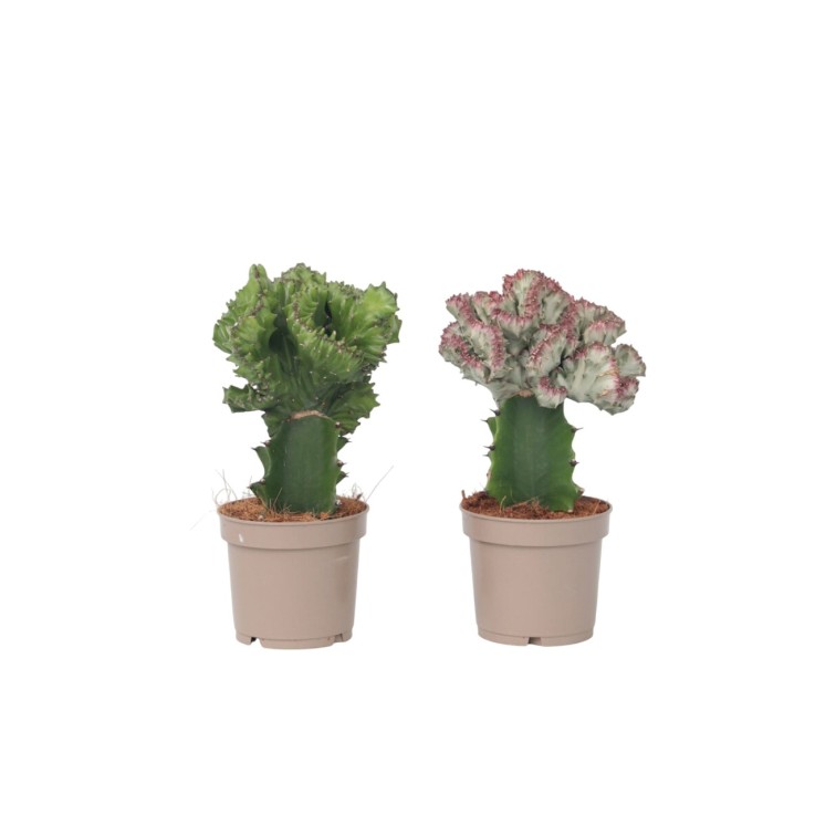 Mélange d'euphorbes - Set de 2 - Euphorbia 'Lactea' - Hauteur 25-30cm - ⌀12cm