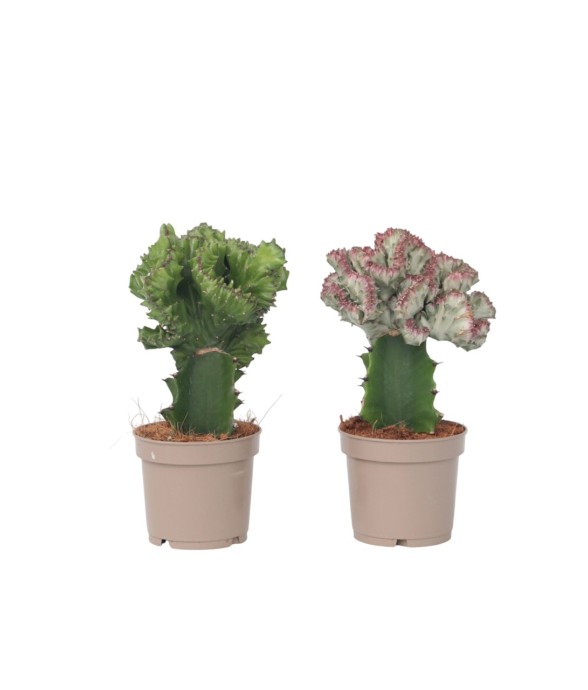 Mélange d'euphorbes - Set...