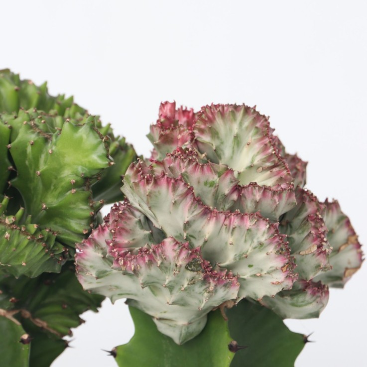 Mélange d'euphorbes - Set de 2 - Euphorbia 'Lactea' - Hauteur 25-30cm - ⌀12cm
