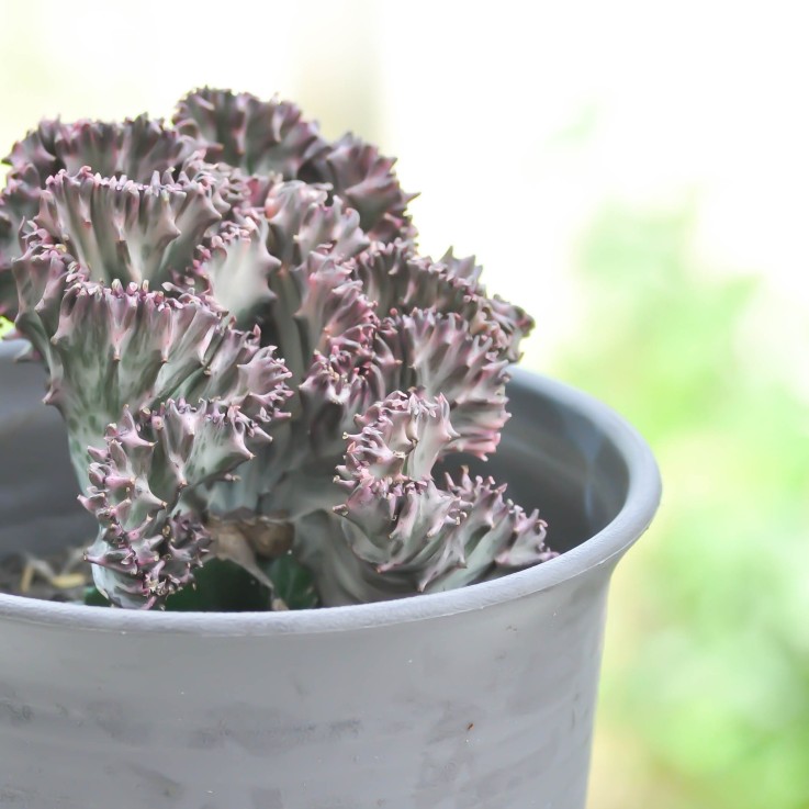 Mélange d'euphorbes - Set de 2 - Euphorbia 'Lactea' - Hauteur 25-30cm - ⌀12cm