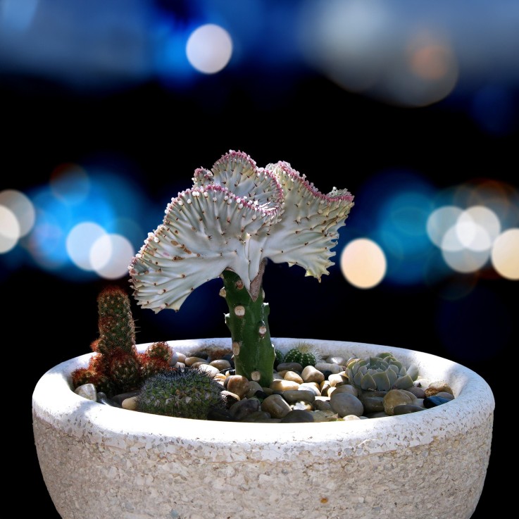 Mélange d'euphorbes - Set de 2 - Euphorbia 'Lactea' - Hauteur 25-30cm - ⌀12cm