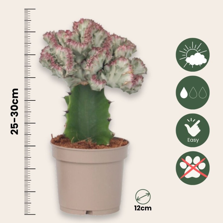 Mélange d'euphorbes - Set de 2 - Euphorbia 'Lactea' - Hauteur 25-30cm - ⌀12cm