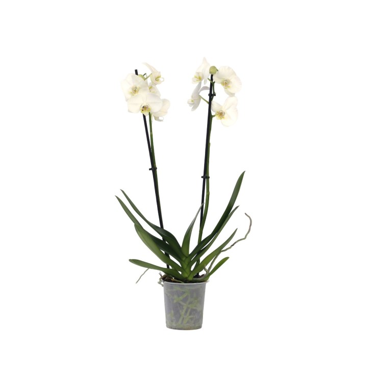 Orchidée papillon - Phalaenopsis - Hauteur 50-60cm - ⌀12cm