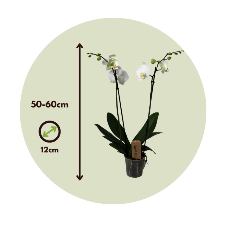 Orchidée papillon - Phalaenopsis - Hauteur 50-60cm - ⌀12cm