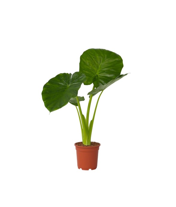 Plante éléphant - Alocasia...