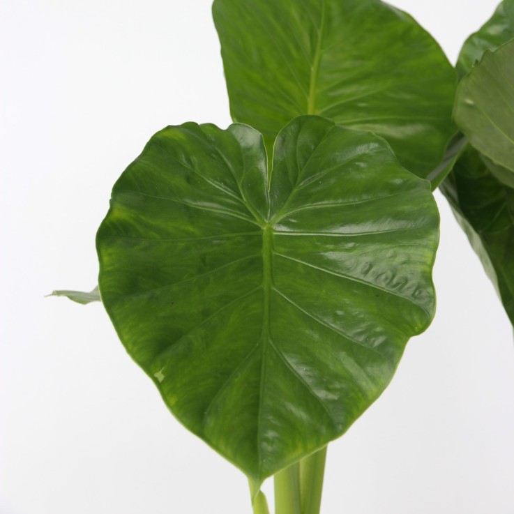 Plante éléphant - Alocasia 'Odora' - Hauteur 55-75cm - ⌀17cm