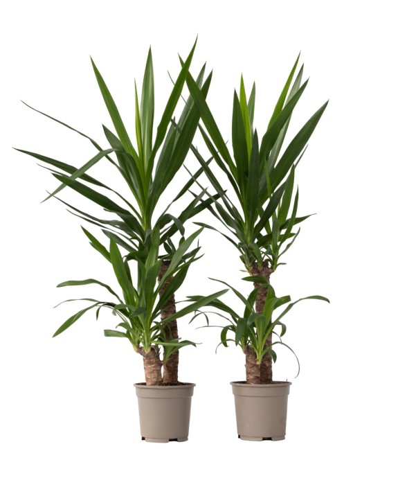 Pied d'éléphant - Set de 2...