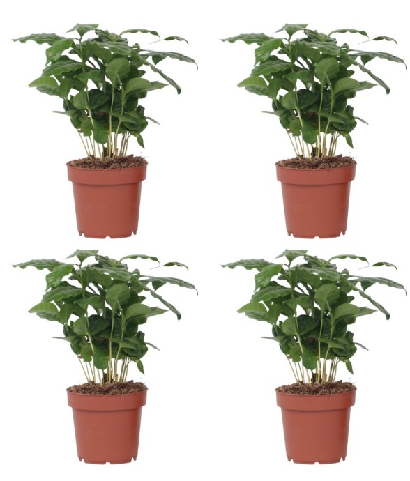 Caféier - Set de 4 - Coffea...