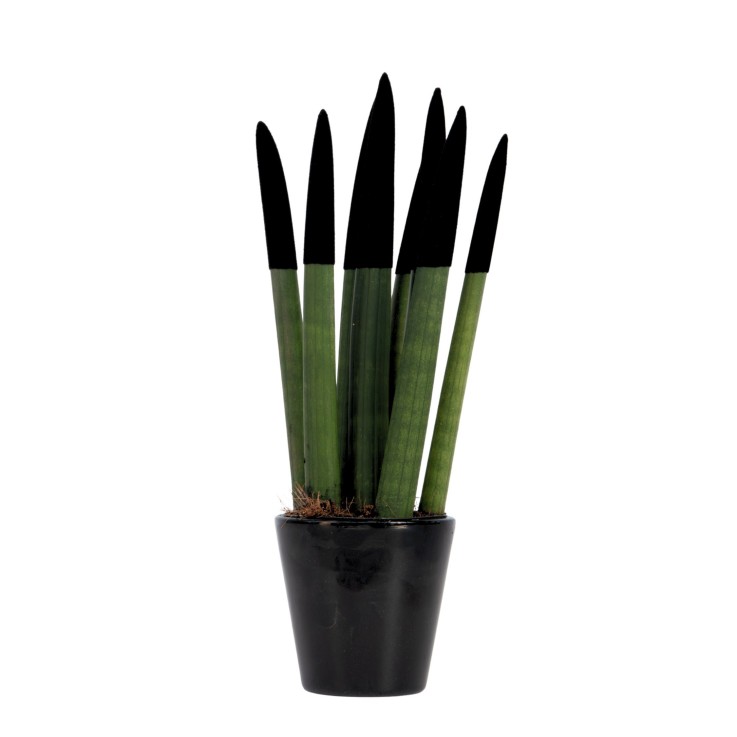 Sansevieria cylindrique - Hauteur 20-40cm - Pot 9cm
